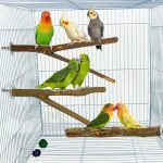 Elevate Yourself with Bird Cage Accessories