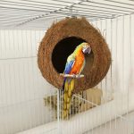 Comfortable Coconut Shell Nest for Birds